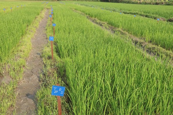 झापामा चैते धान रोपाइँ सुरु, तर क्षेत्रफल घट्दै छ